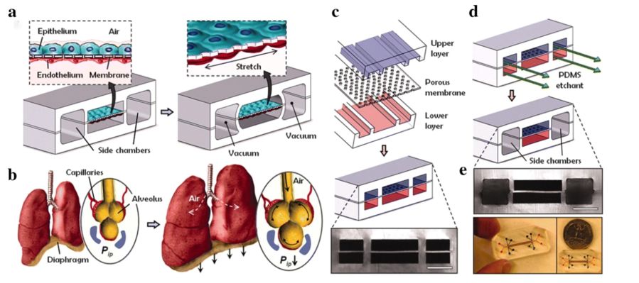 Figure 1 Lung-on-a-Chip System Diagram. (OA Literature)